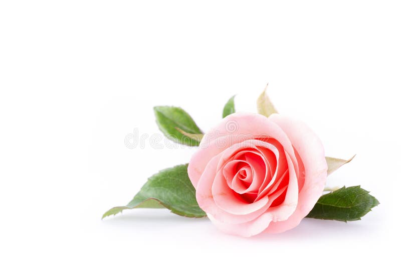 Pink rose flower royalty free stock photo