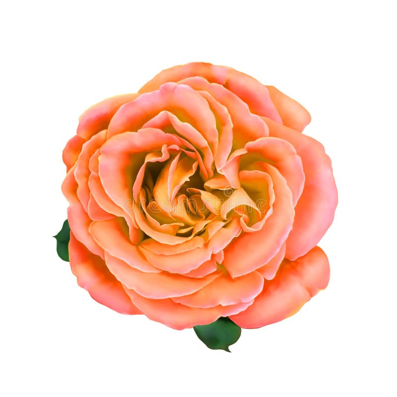 Pink Rose Flower Isolated on White Background Stock Illustration