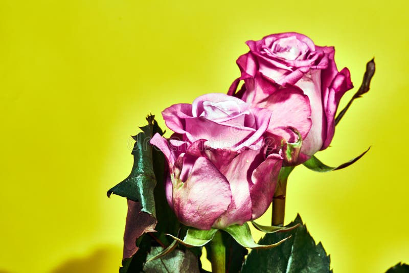 Pink Rose Flower on a Yellow Background Stock Photo Image of interior