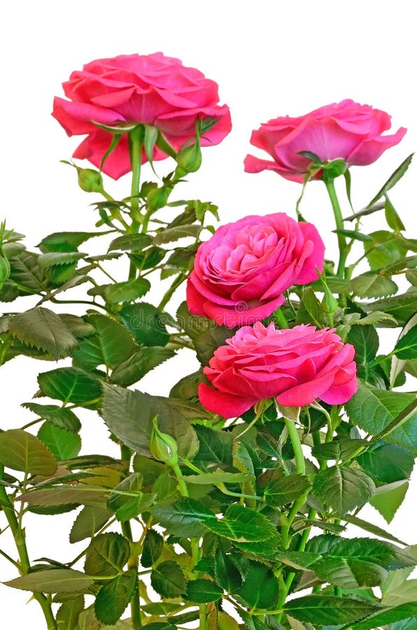 Pink Rose in the Flower Pot Stock Image - Image of potted, ornamental ...
