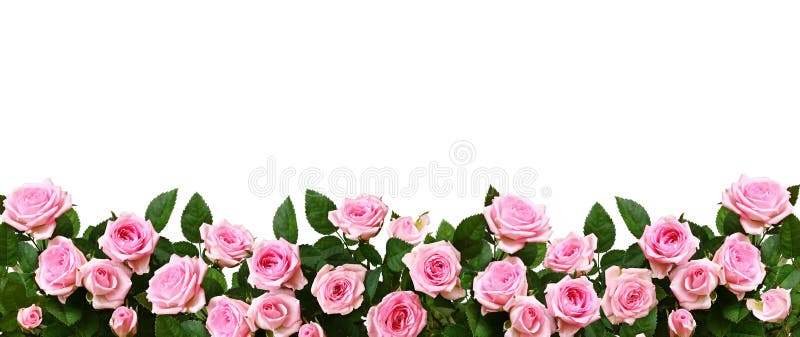 Fresh roses border Stock Photo by ©Anna_Om 8601433