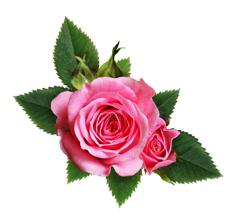 Pink Rose Flowers Composition Stock Photo - Image of decor, composition ...