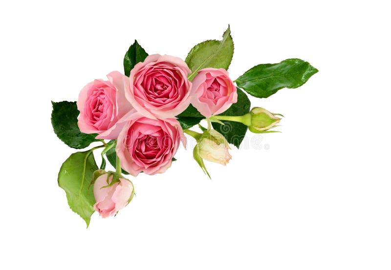 Pink rose flowers in a corner arrangement isolated on white stock photo