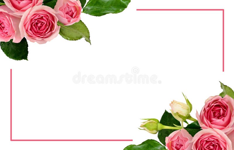 Pink rose flowers in a corner arrangements with a frame isolated on white stock images