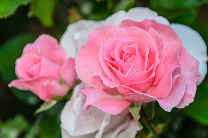 1,820 Red Rose Flowers Natural Green Bokeh Background Stock Photos ...