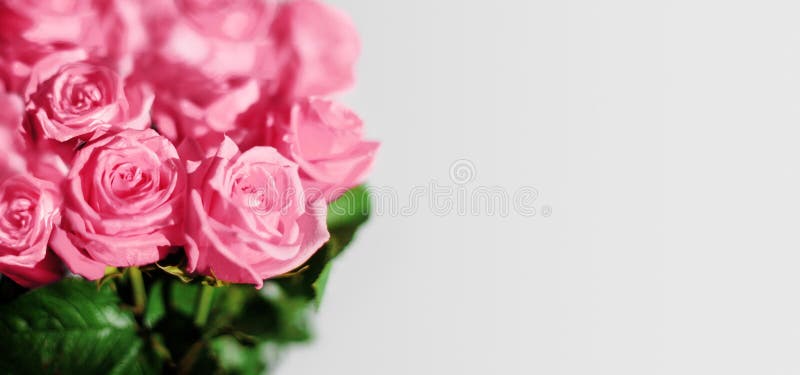 Pink Rose Flowers Green Leaves White Background Isolated Closeup Beautiful Red Floral Bouquet Soft Focus Blank Light Gray Backdrop Stock Photo - Image of birthday, border: 228933412 Pink Rose Flowers Green Leaves White Background Isolated Closeup Beautiful Red Floral Bouquet Soft Focus Blank Light Gray Backdrop Stock Photo - Image of birthday, border: 228933412