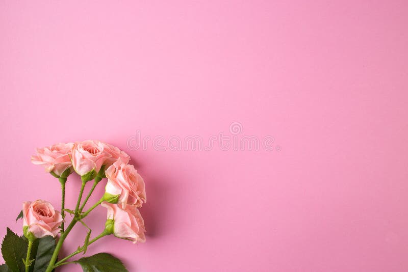 Pink Rose Flowers on Pastel Pink Background Stock Photo - Image of card,  beautiful: 158637616