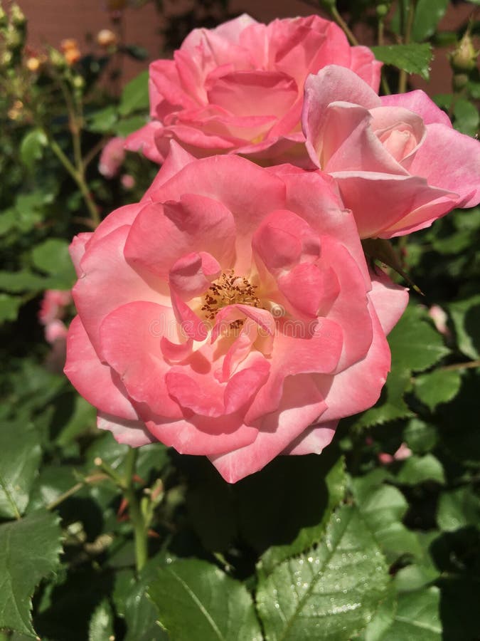 Rose Flowers and City. Shooting in Summer Stock Image - Image of ...