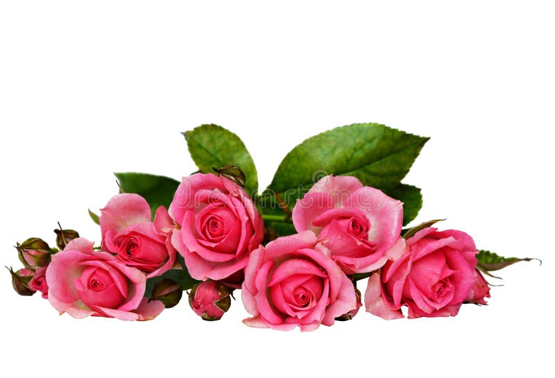 Pink rose flowers stock photo. Image of card, loving - 40999322