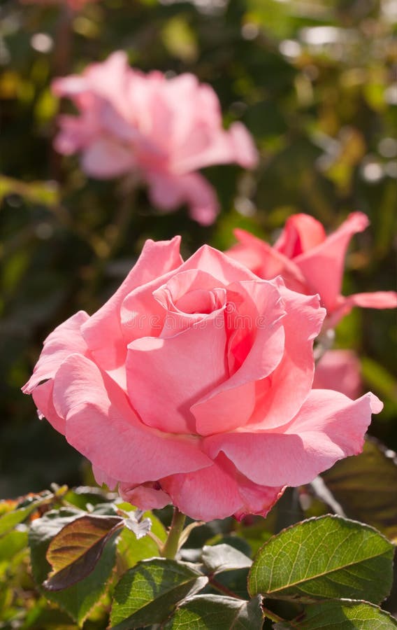 Pink rose in full bloom stock image. Image of blooming 45325233
