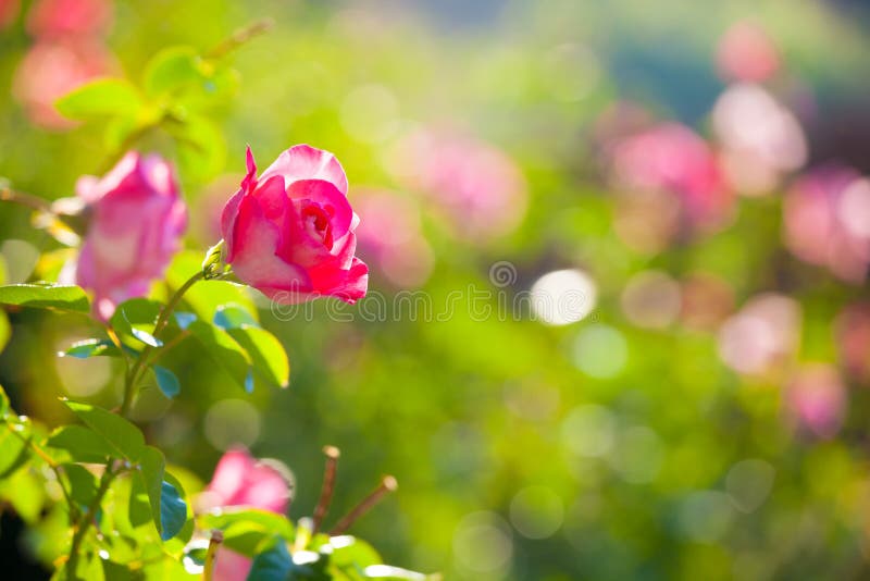 Pink rose in the garden