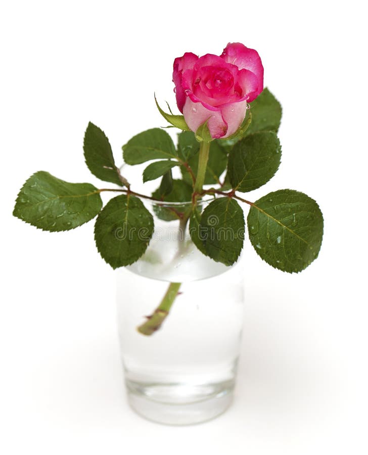 Pink rose in a glass stock photo. Image of expression 23201948