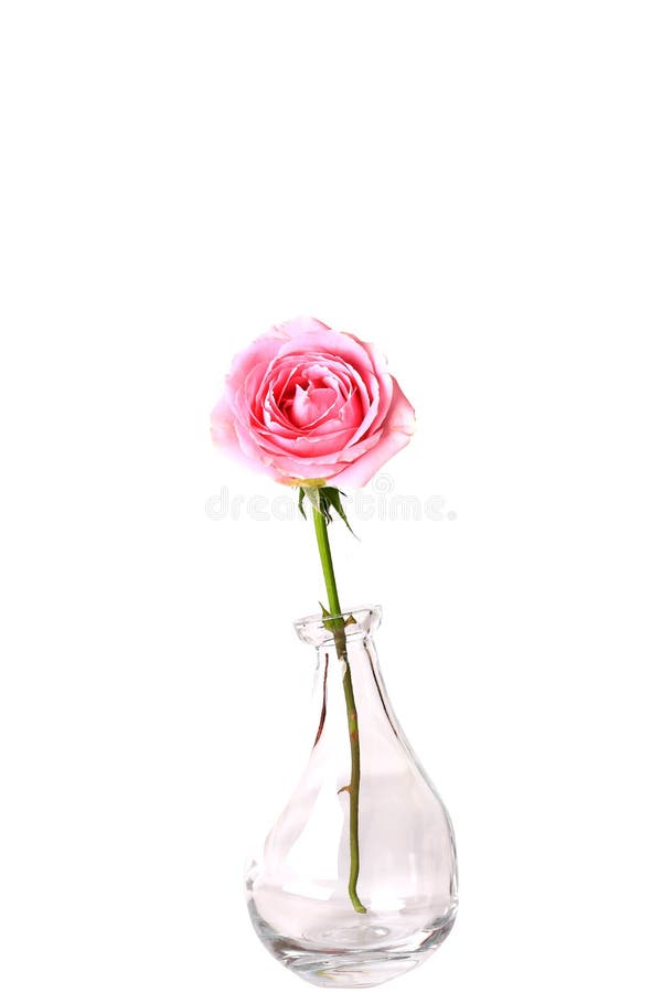 Pink Rose in Glass Vase Isolated on White Background Stock Image