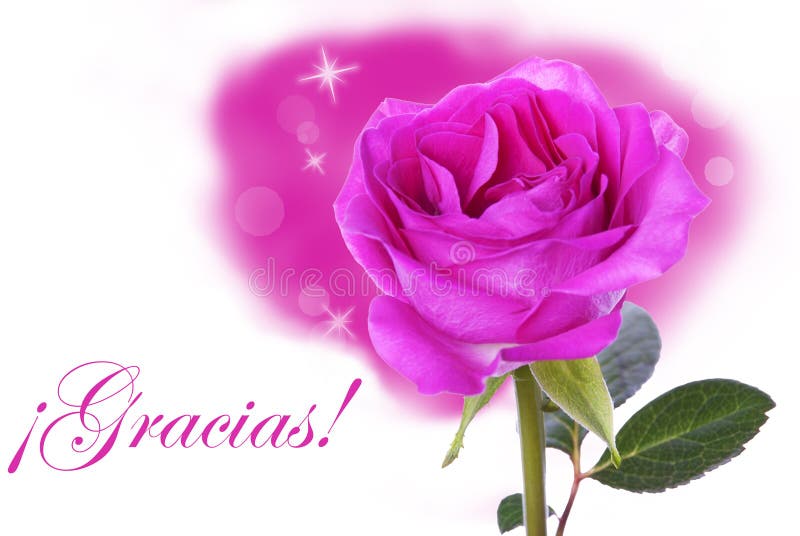 Pink Rose with Gracias. A Pink Rose as Background with the Spanish Word Gracias which means Thanks royalty free stock photos