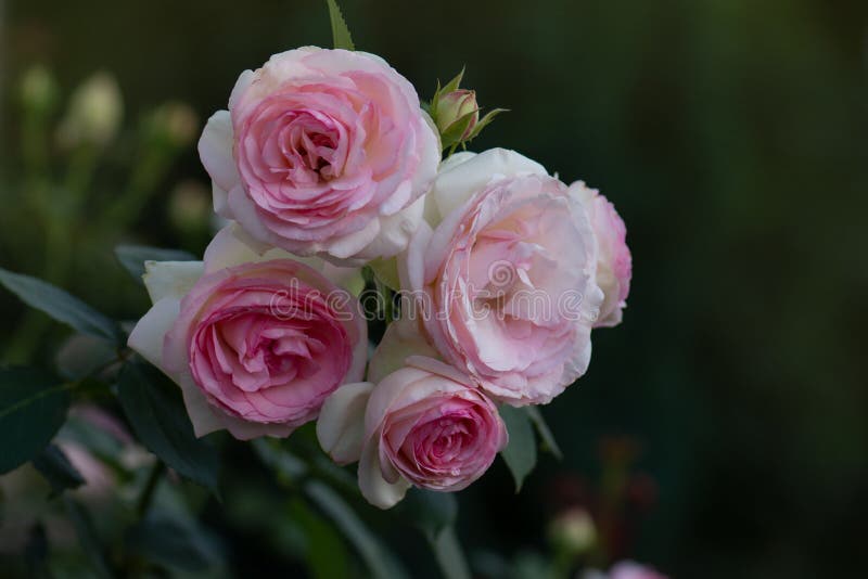 Openlijk Continu vrijdag 510 Roze Flower Photos - Free & Royalty-Free Stock Photos from Dreamstime