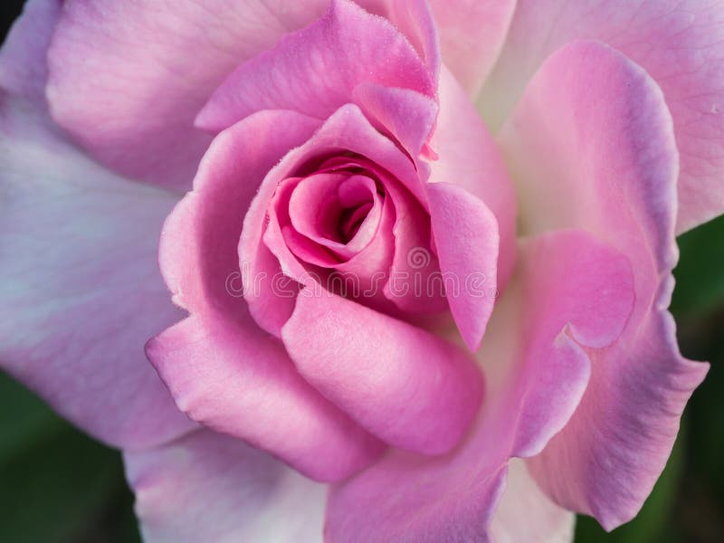Pink Rose on the Ground stock photo. Image of bloom, ground 83248944