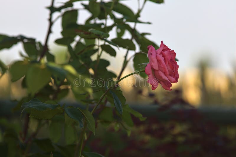 Pink rose growing in the shade with a wheat field in the background stock images