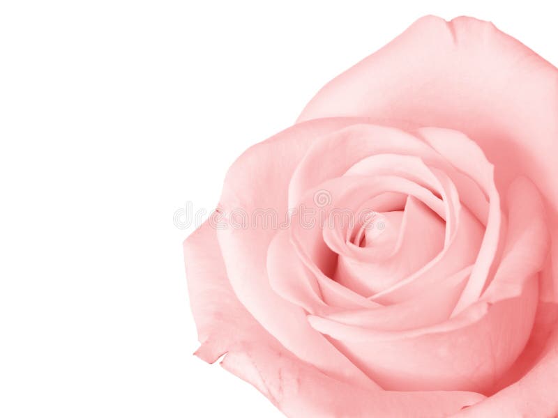Pink rose isolated royalty free stock photos