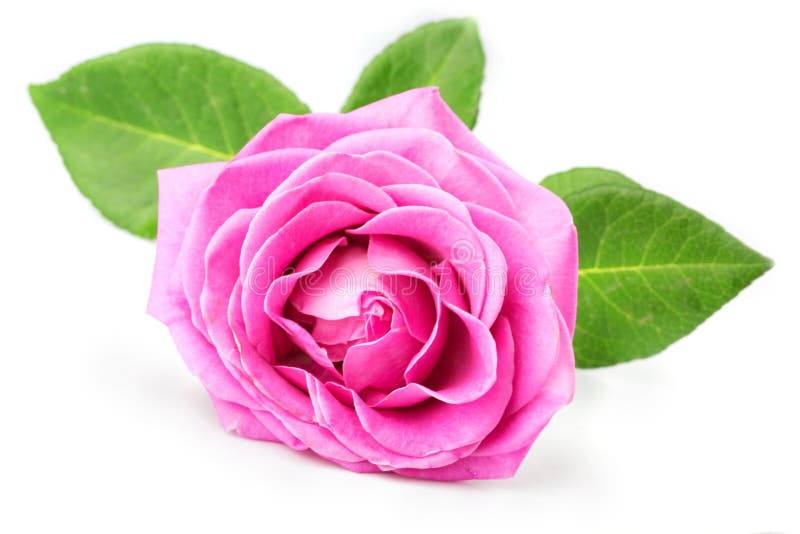 Pink rose royalty free stock photo