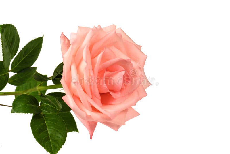 Pink Rose Isolated On A White Background Stock Photo Image Of Fresh