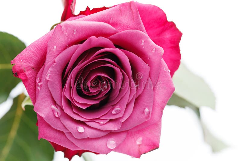 Pink Rose Isolated On White Stock Photo Image Of Beauty Bouquet