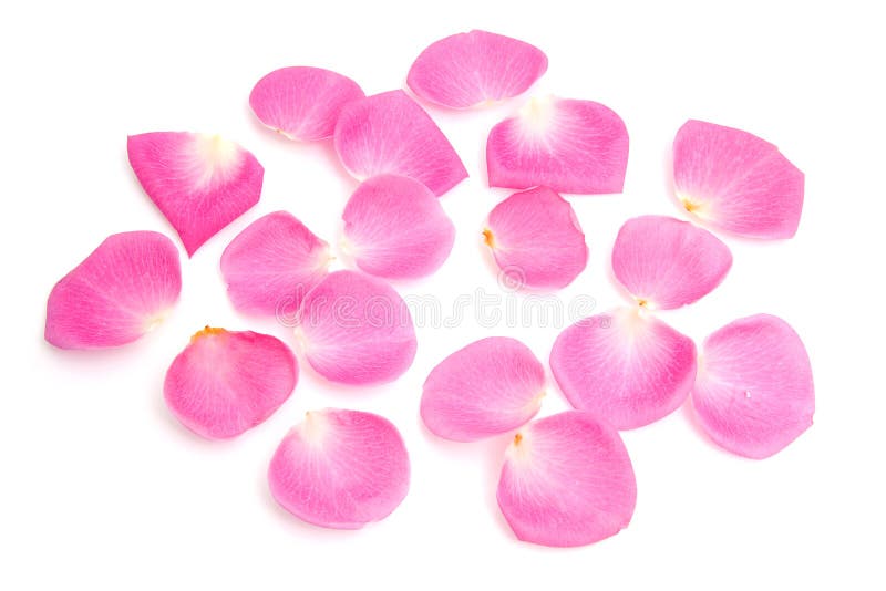 Pink rose leaves stock photo. Image of valentines, roses 12583790