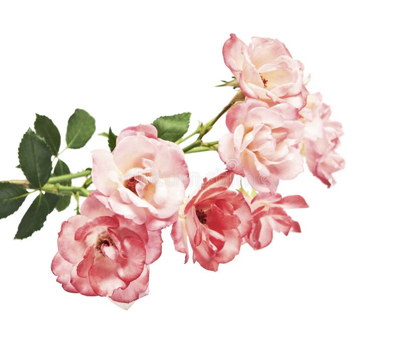 Pink rose with leaves, Blooming rose isolated on white background, with clipping path