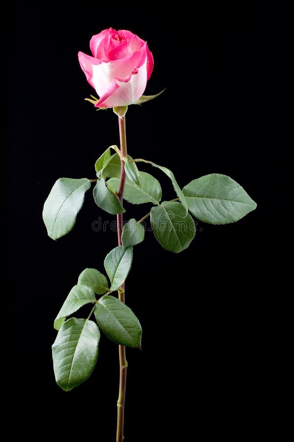 Pink rose with long stem