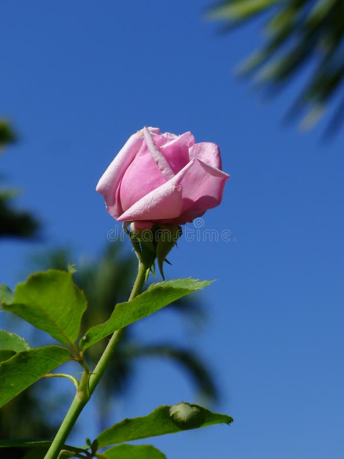 Pink rose / Lovely pink stock photo. Image of beautiful 83591998