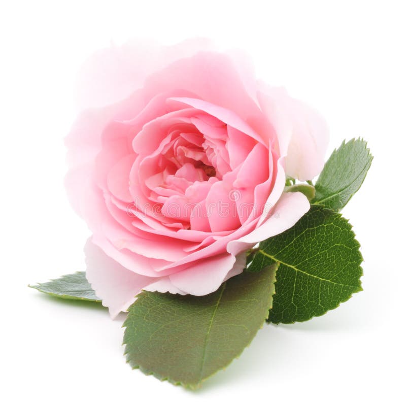 Pink Rose stock images
