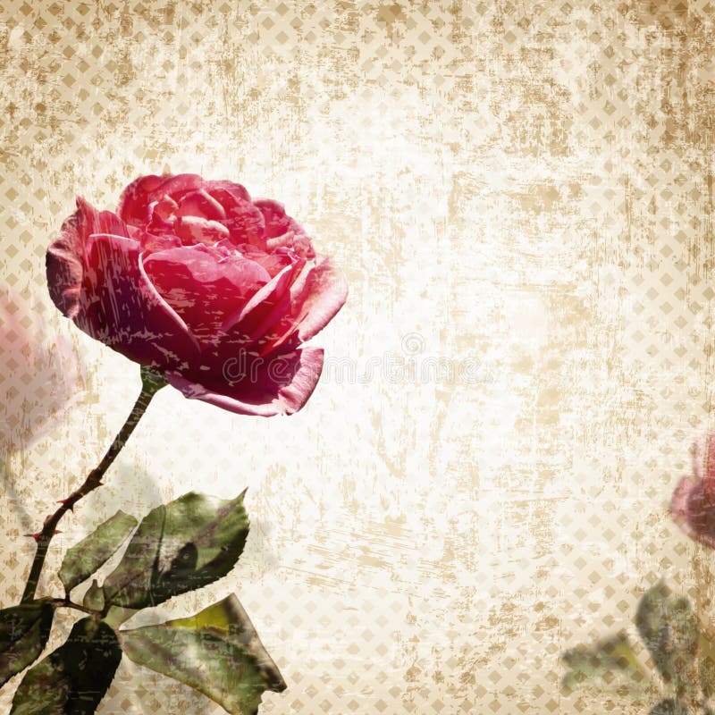 Pink Rose stock image. Image of blossom, branch, summer 34733787