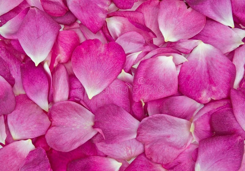 pink Rose petal background royalty free stock photos pink Rose petal background royalty free stock photos