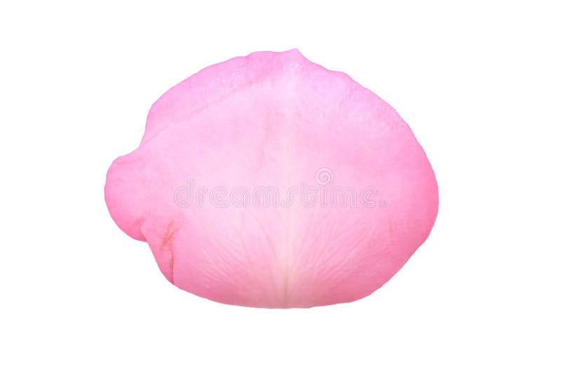 Pink Rose Petal Isolated On White royalty free stock images