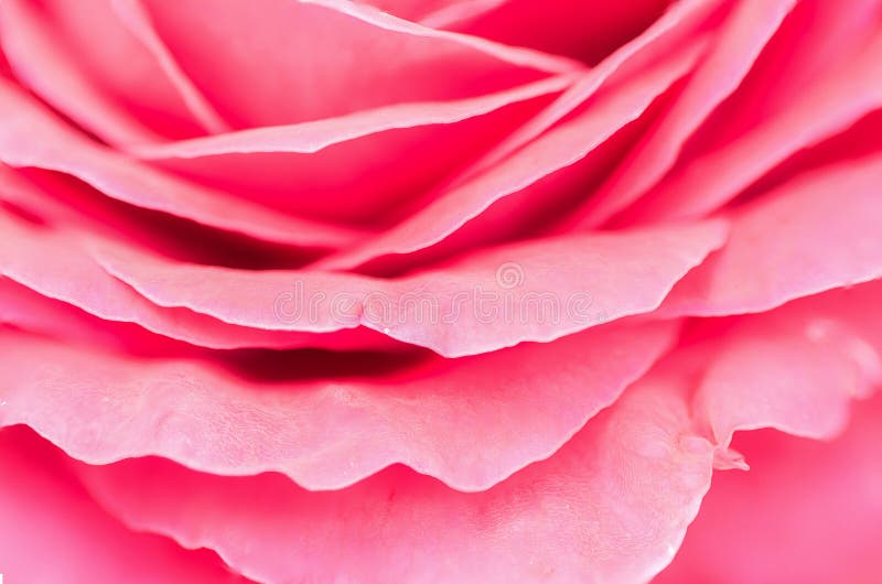 Pink Rose Petal,nature Abstract Concept. Stock Image Image of