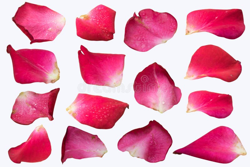 Pink Rose petal set isolate on white background