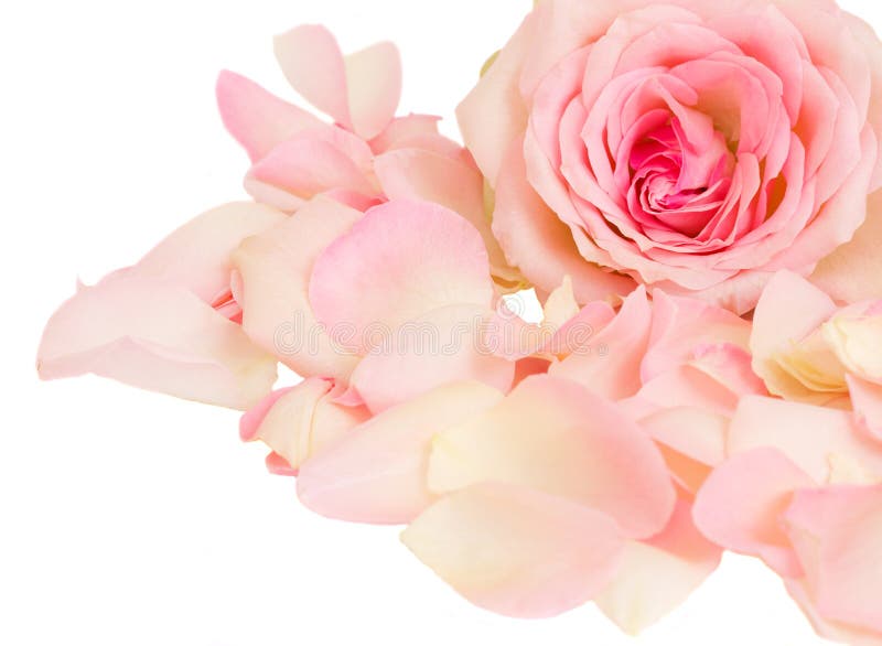 Bunch of Pink Rose Petals On Light Surface · Free Stock Photo