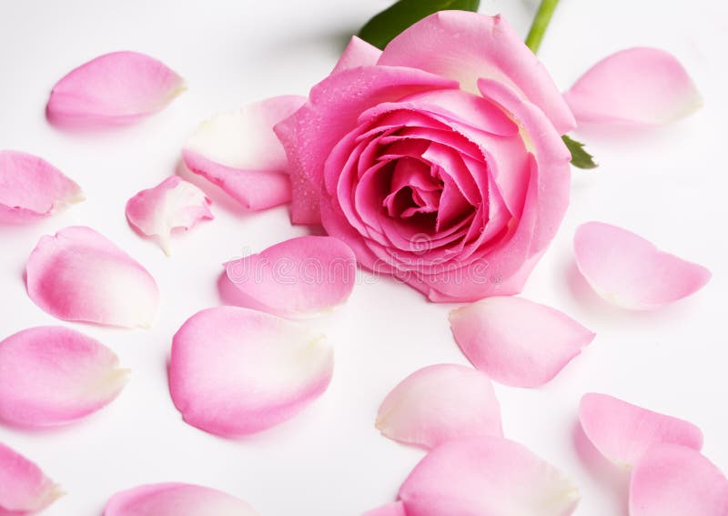 Pink Rose Petals