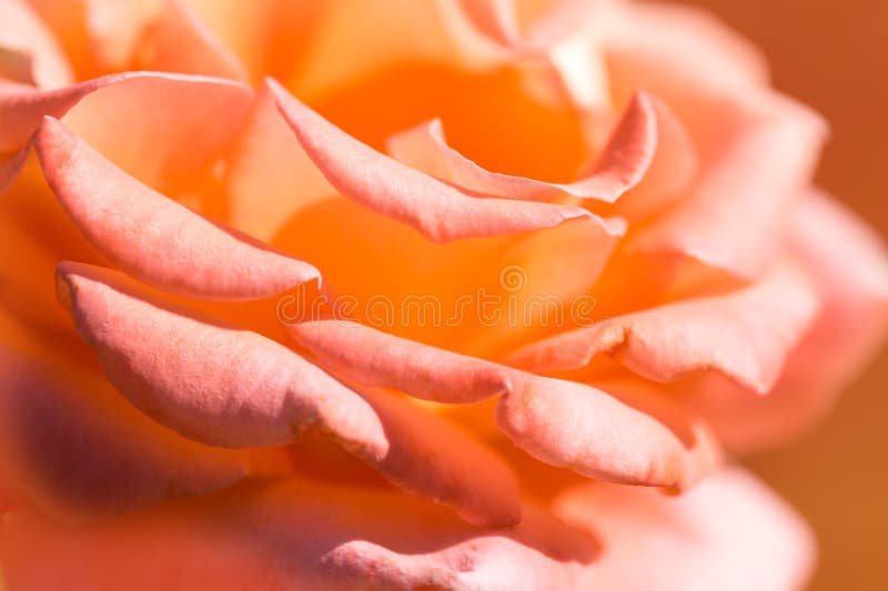 Pink Rose Petals Close Up. Beautiful Macro Rose. Stock Photo Image of