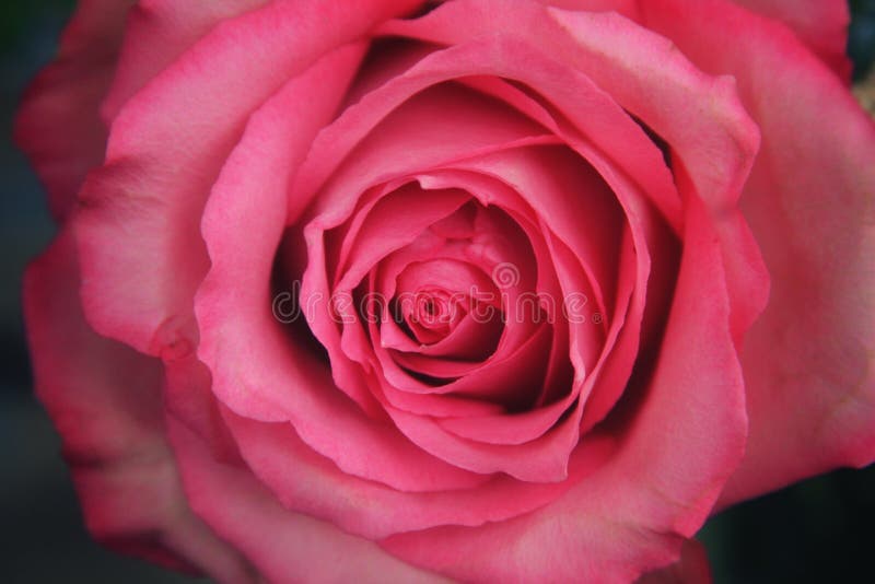 Rose photography blushing Blushing Dove