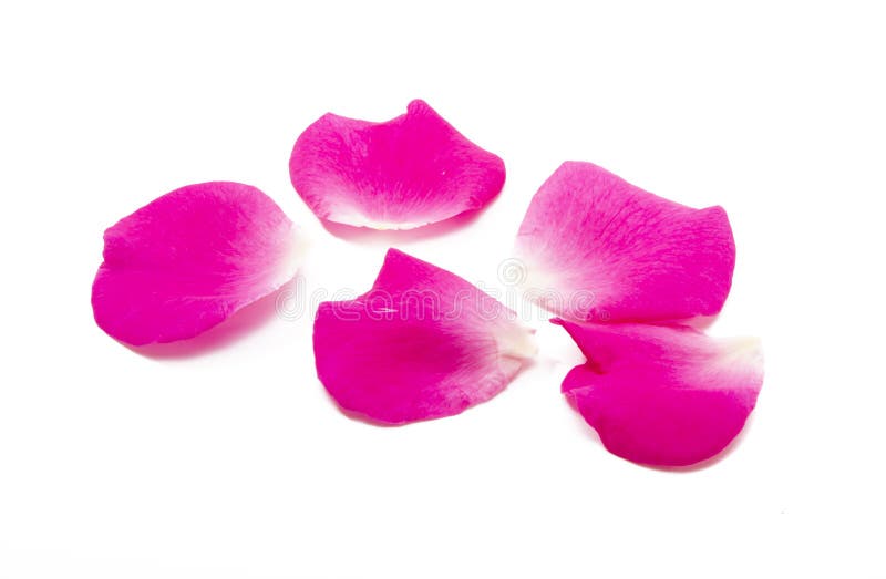 Pink rose petals isolated stock photo. Image of flower 195743230