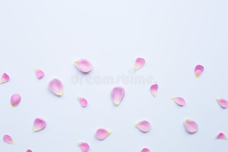 Pink rose petals isolated on white background stock photos Pink rose petals isolated on white background stock photos