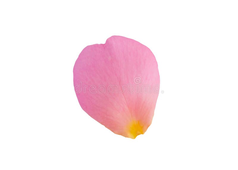Pink Rose Petals Isolated on White Background Stock Image - Image of card,  holiday: 142427591