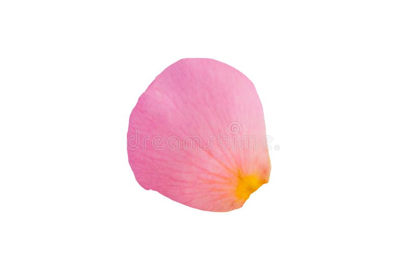 Pink Rose Petals Isolated on White Background Stock Image - Image of card,  holiday: 142427591