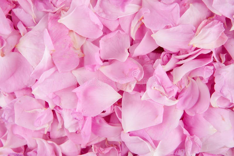 Pink rose petals stock photo. Image of colorful, pink 33947278