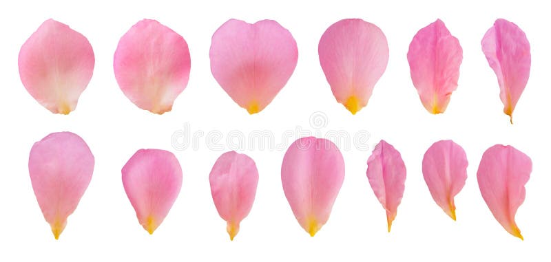 11,583 Dry Rose Petals Stock Photos - Free & Royalty-Free Stock Photos from  Dreamstime