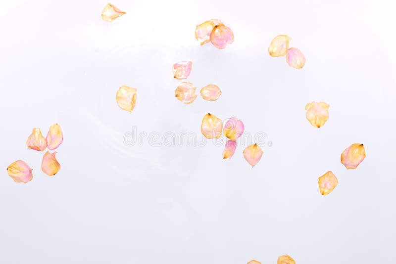 Pink Rose Petals on the Water in the Bathroom Stock Image Image of