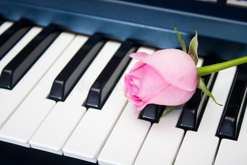 Pink Rose on the Piano Keyboard Stock Photo Image of chord, education