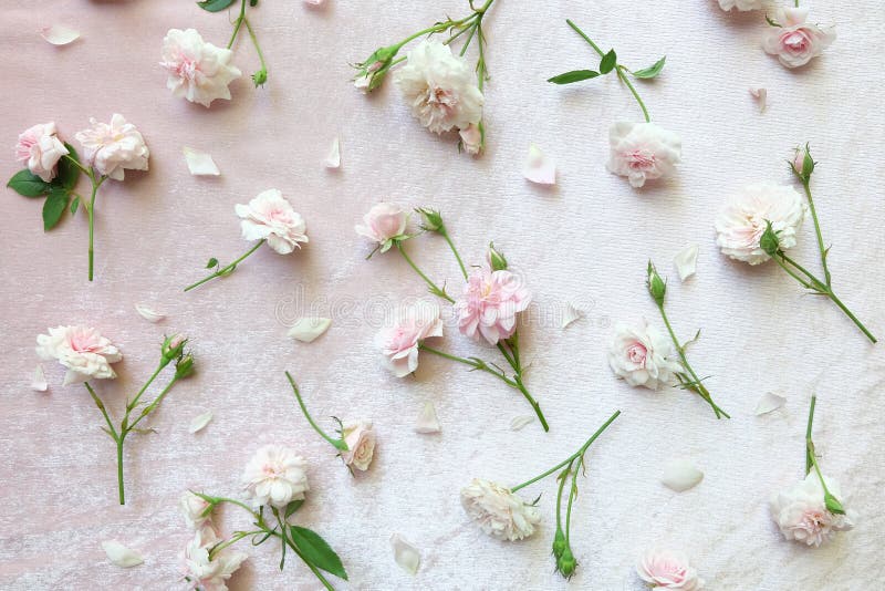 Pink rose on pink velvet background