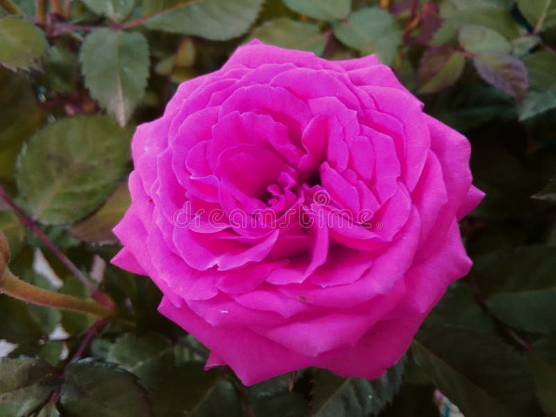 Pink rose stock image. Image of blossoming, flourish - 101938783