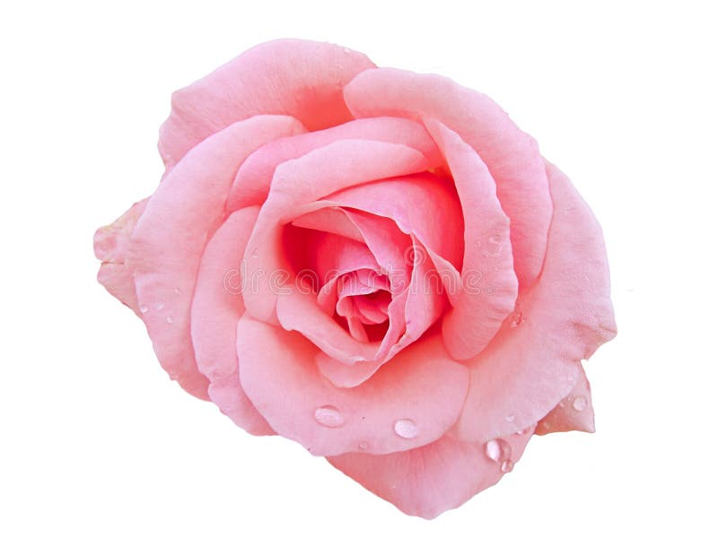Pink rose with rain drops royalty free stock photography